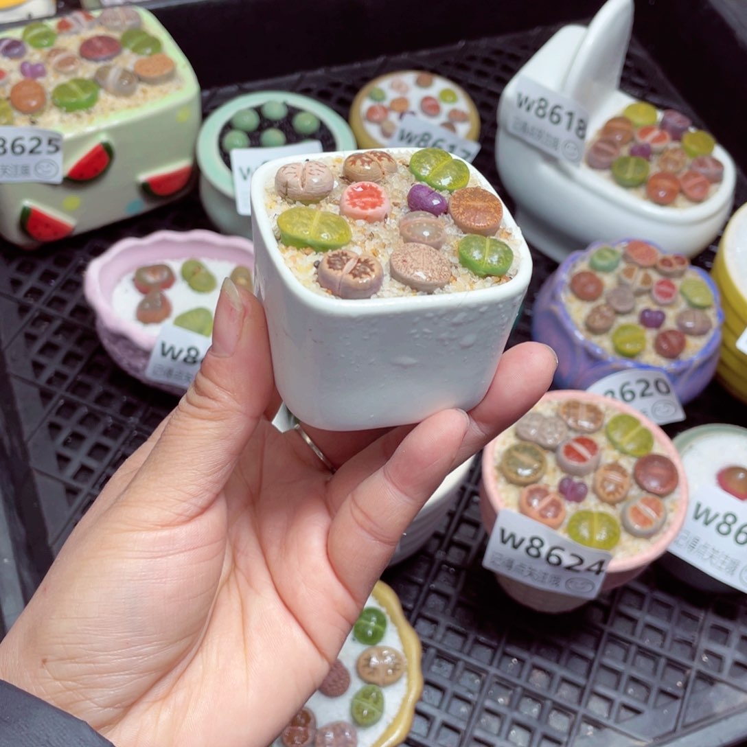 w8629 -零下地区拍保温箱 -15支持寄养