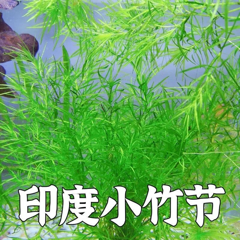 竹节草鱼缸造景懒人易养水草绿植净化水质增氧