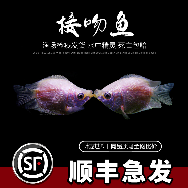 亲嘴鱼接吻鱼热带鱼观赏鱼萌萌哒鱼缸水族箱观赏亲吻鱼鲜活小型