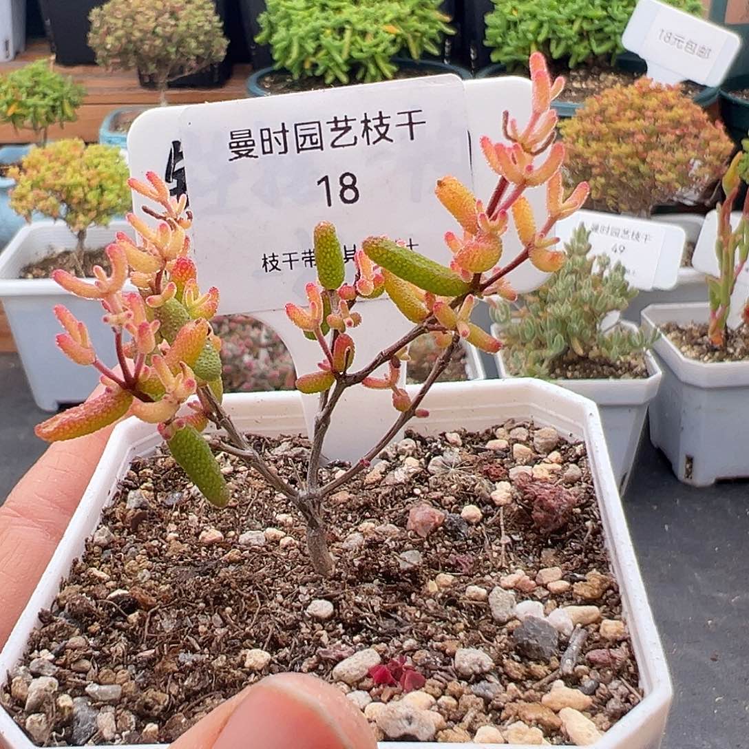 18号优选糖球锦12.8多肉