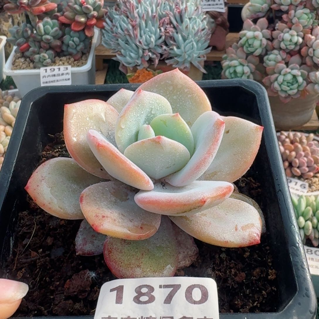 1870一物一拍（满28包邮）