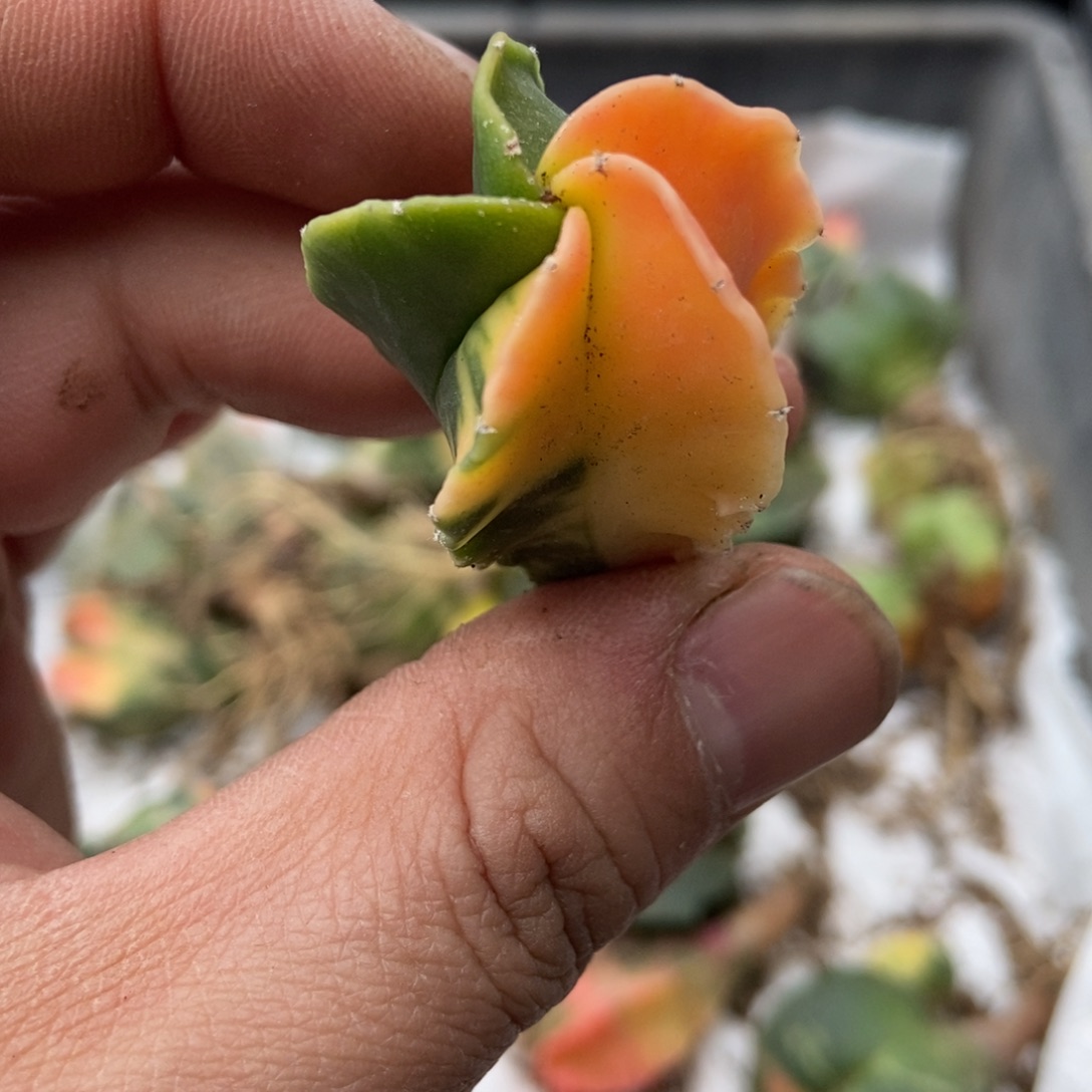 无刺仙人球开花了