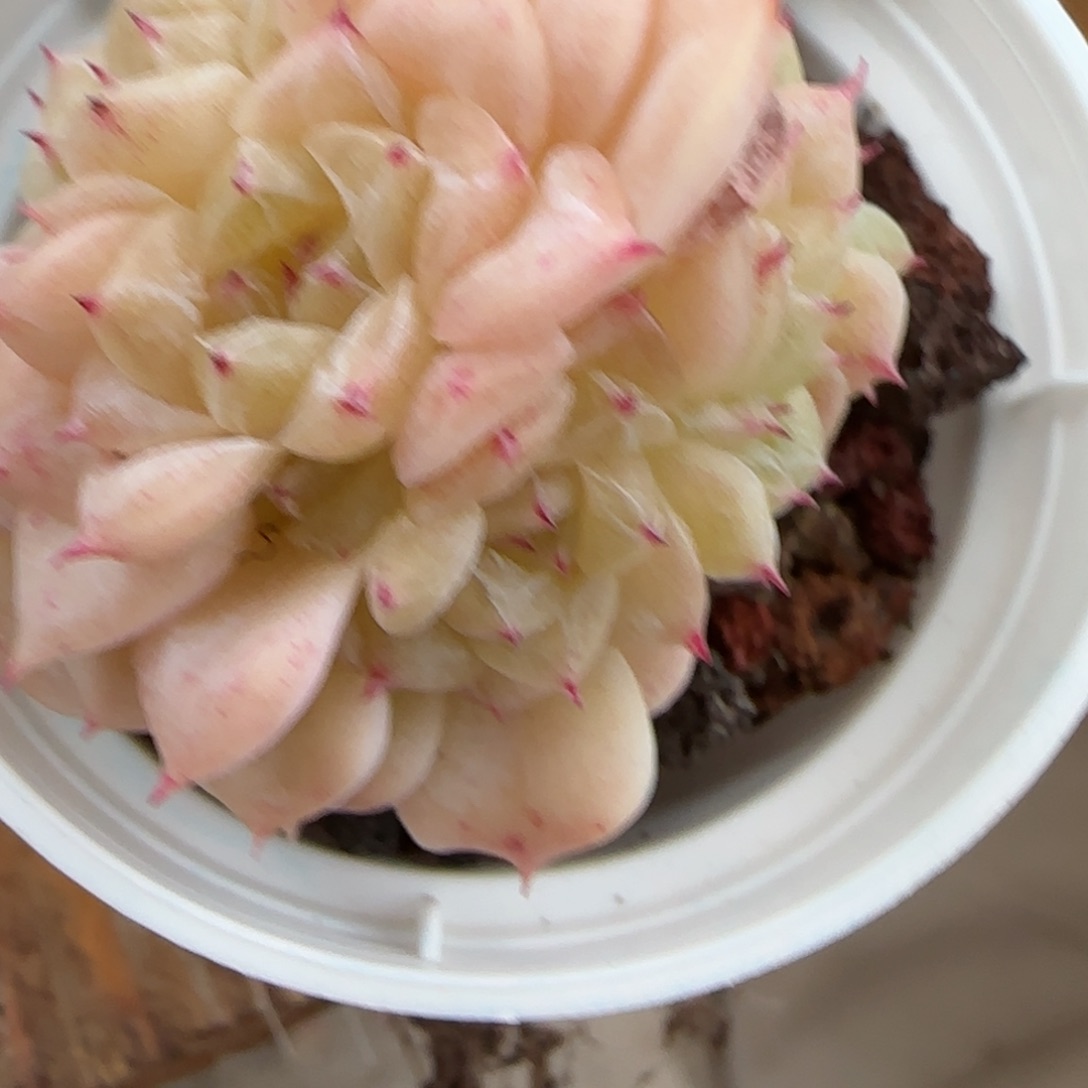 a**a花语逸镜0203-80