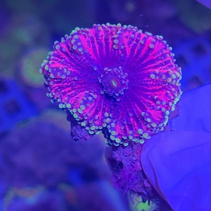 中国大陆加单紫色 yuma