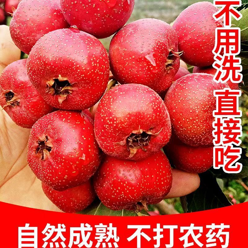 福利大金星 8分酸2分甜 大金星山楂 新鲜山楂水果 