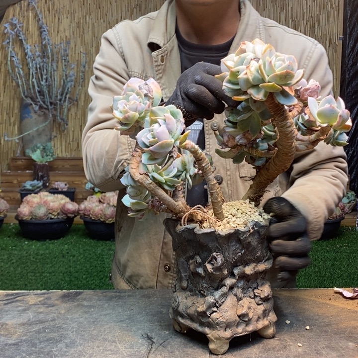 云***。101 号白凤多肉植物