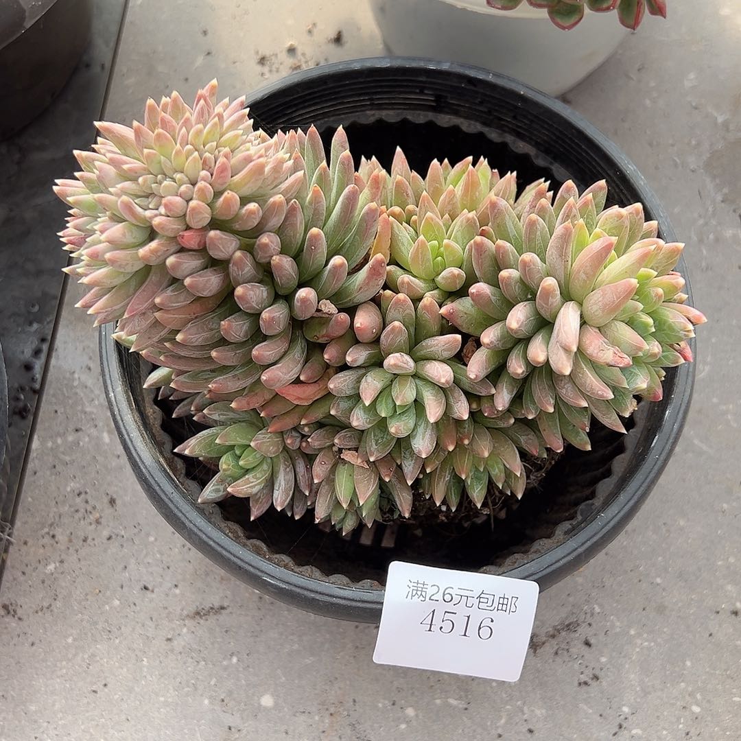 爱***逗4516炫彩星多肉植物