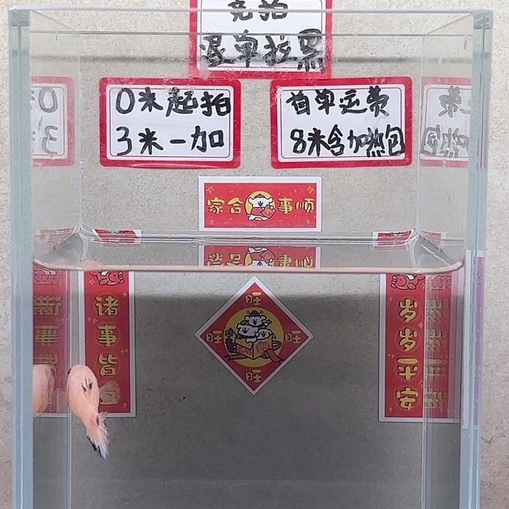 海水鱼泰国斗鱼公母不分可混养繁殖