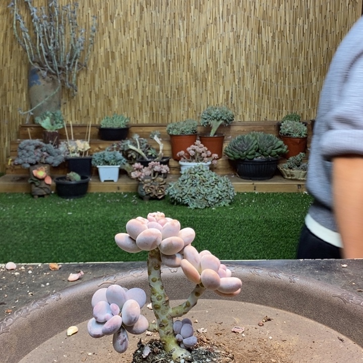 三***熊149 号橙雪球多肉植物