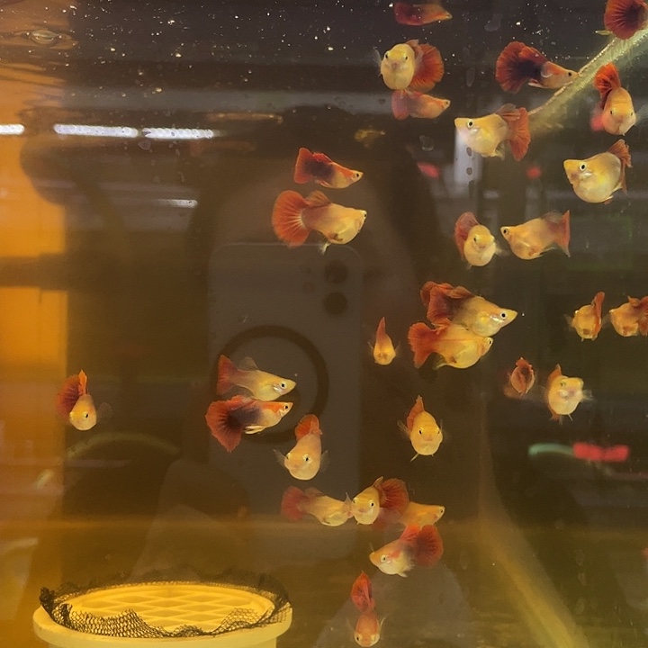 孔雀鱼黄化褶扇球