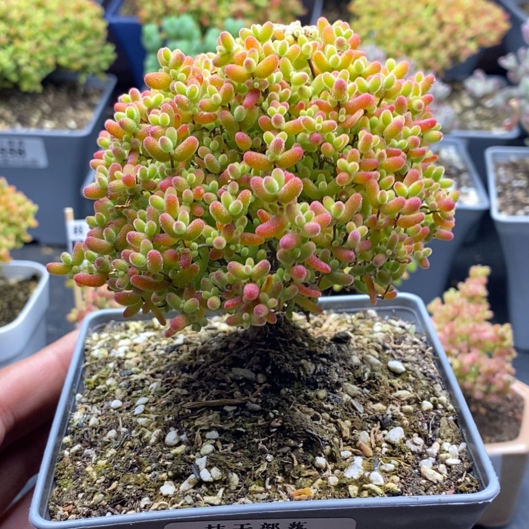 蜜橘糖球513。              