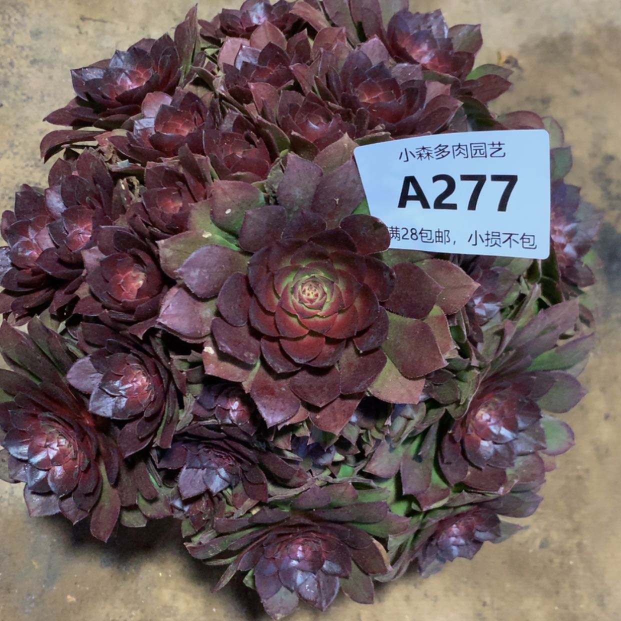 【闪购商品】潇**哥277桃花石多肉