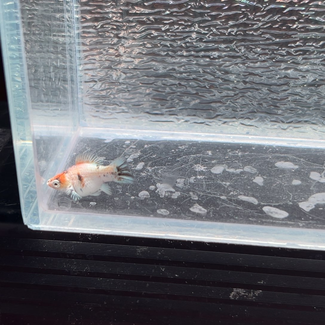 孔雀鱼玛丽鱼一条红头