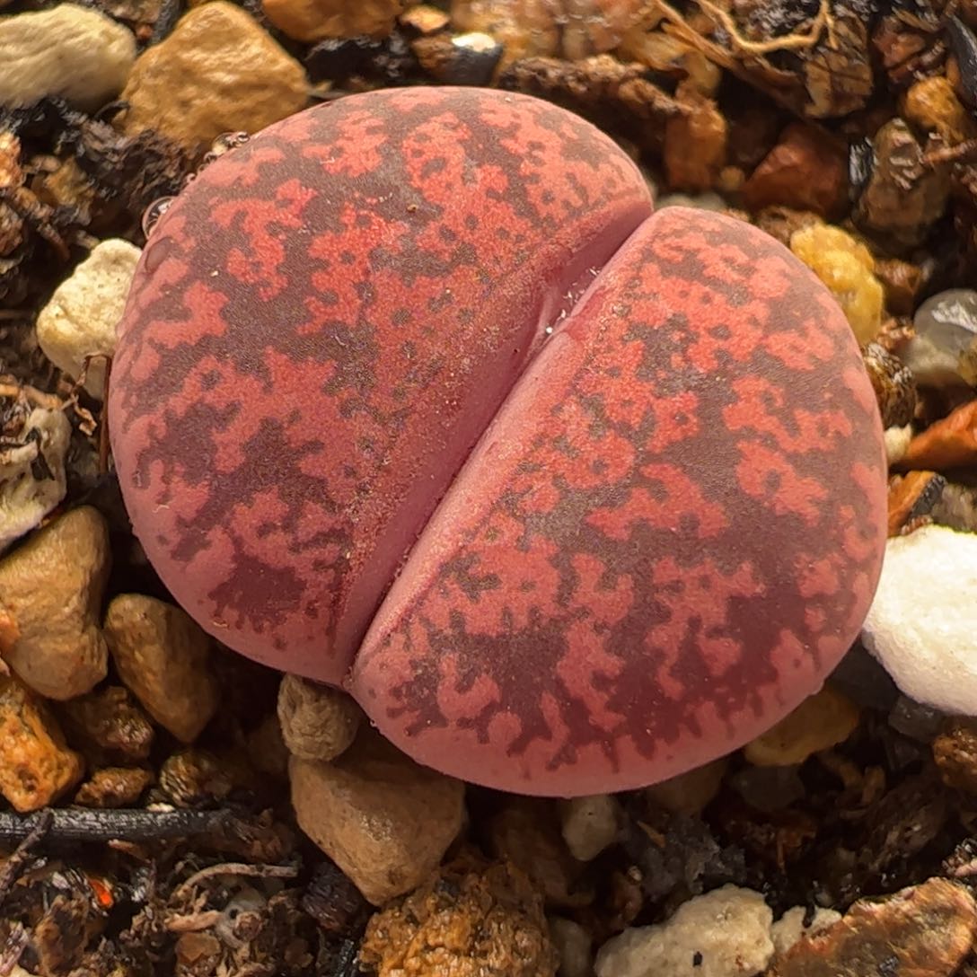 酒红紫薰带盆多肉植物