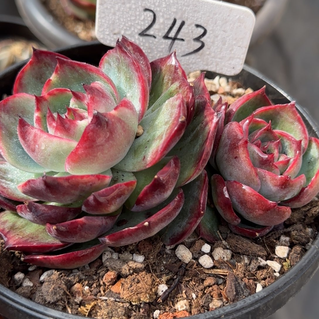 黑红惊鸿一物一拍包装收缩花旱243