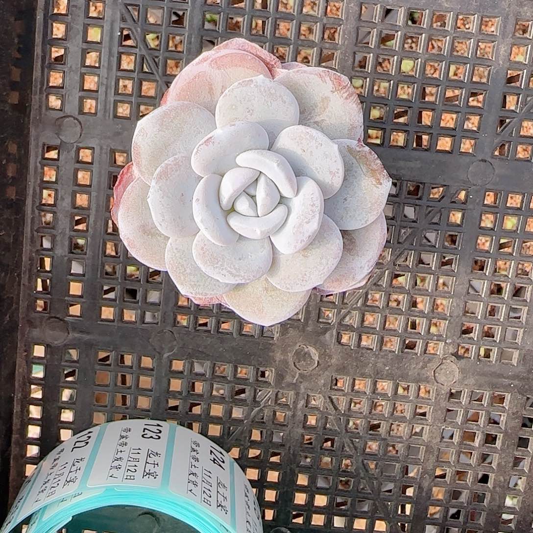 秋***叶1112-----111雪莲