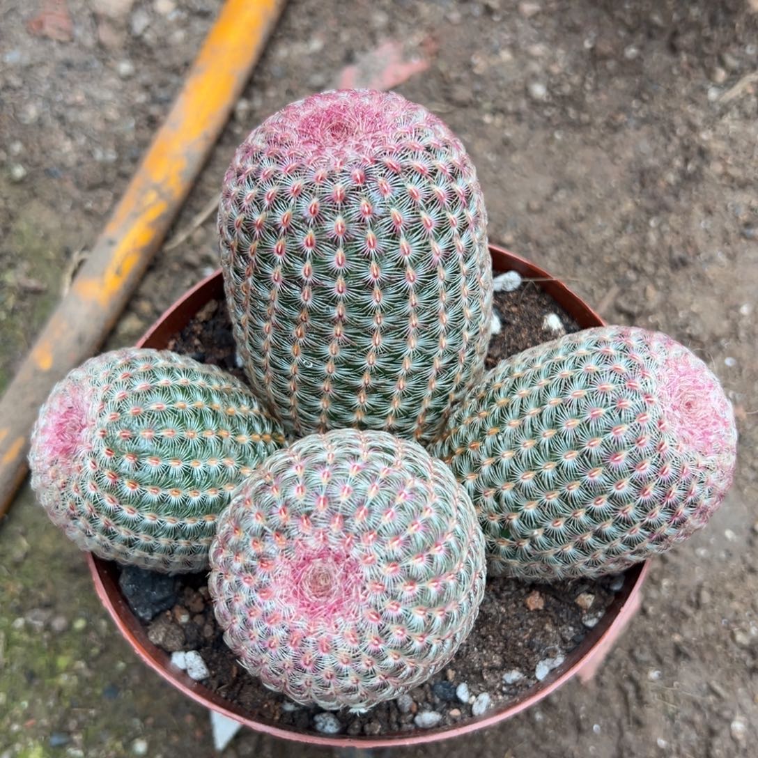 荆***鸟零零落落 零零落落