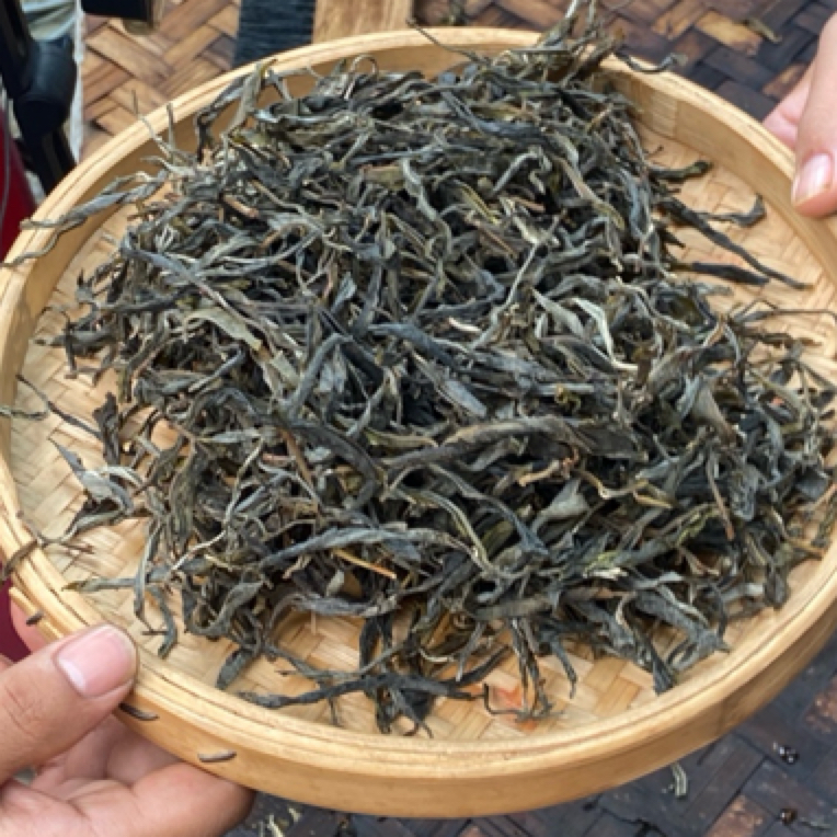 *2025年【懂过.单株.春】晒青茶【生散茶】-7月19日【23】