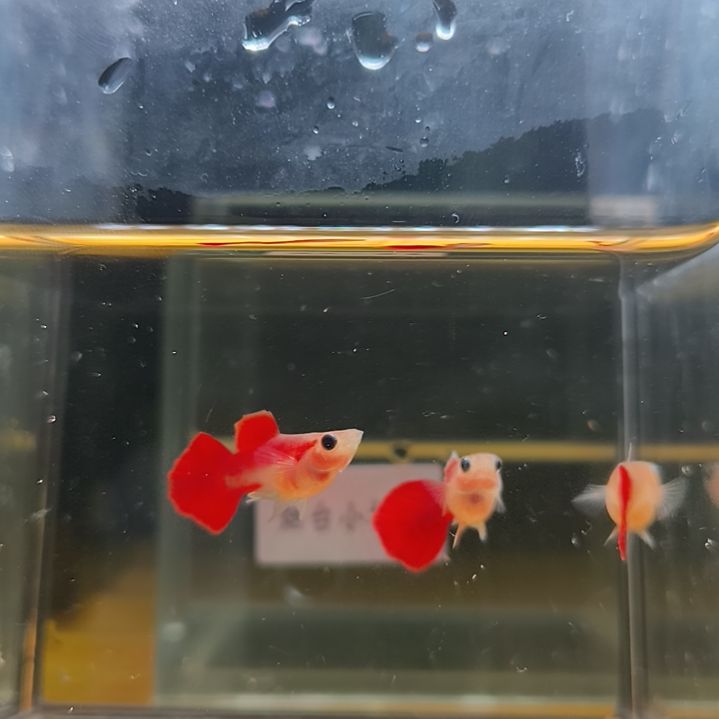 孔雀鱼全红玻璃猫园尾金玫瑰3条