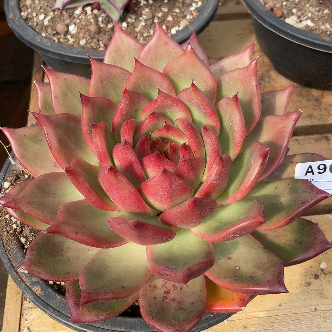 若如东云单拍A909