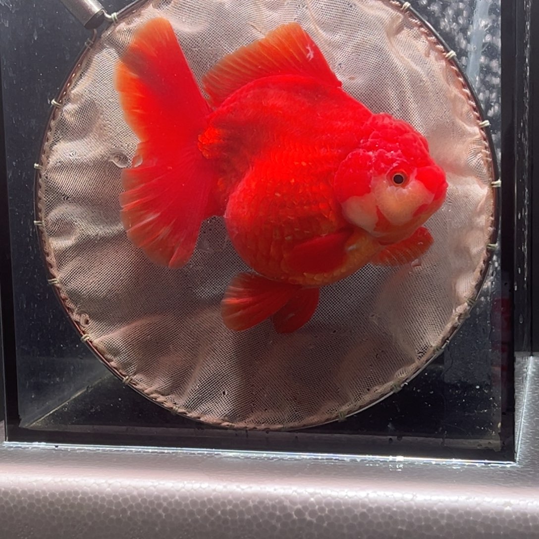 金鱼024。 9999999999999