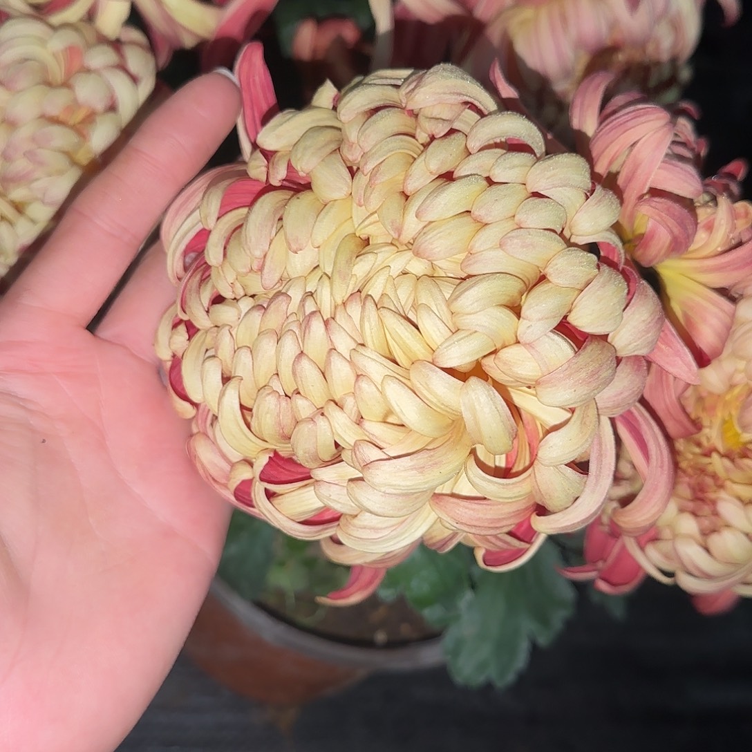 无花朵国华史皇一颗