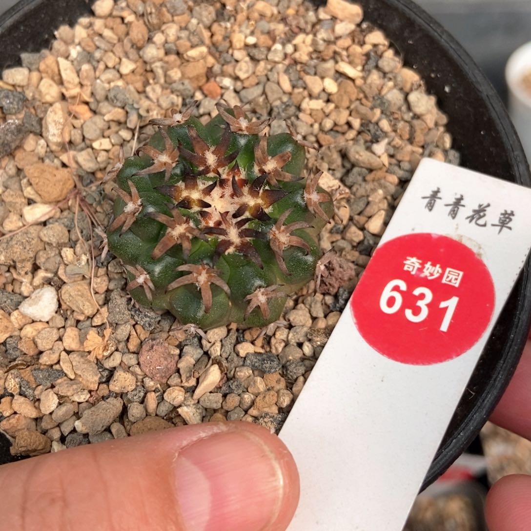 实生豪刺猫爪圆盘玉3.2cm