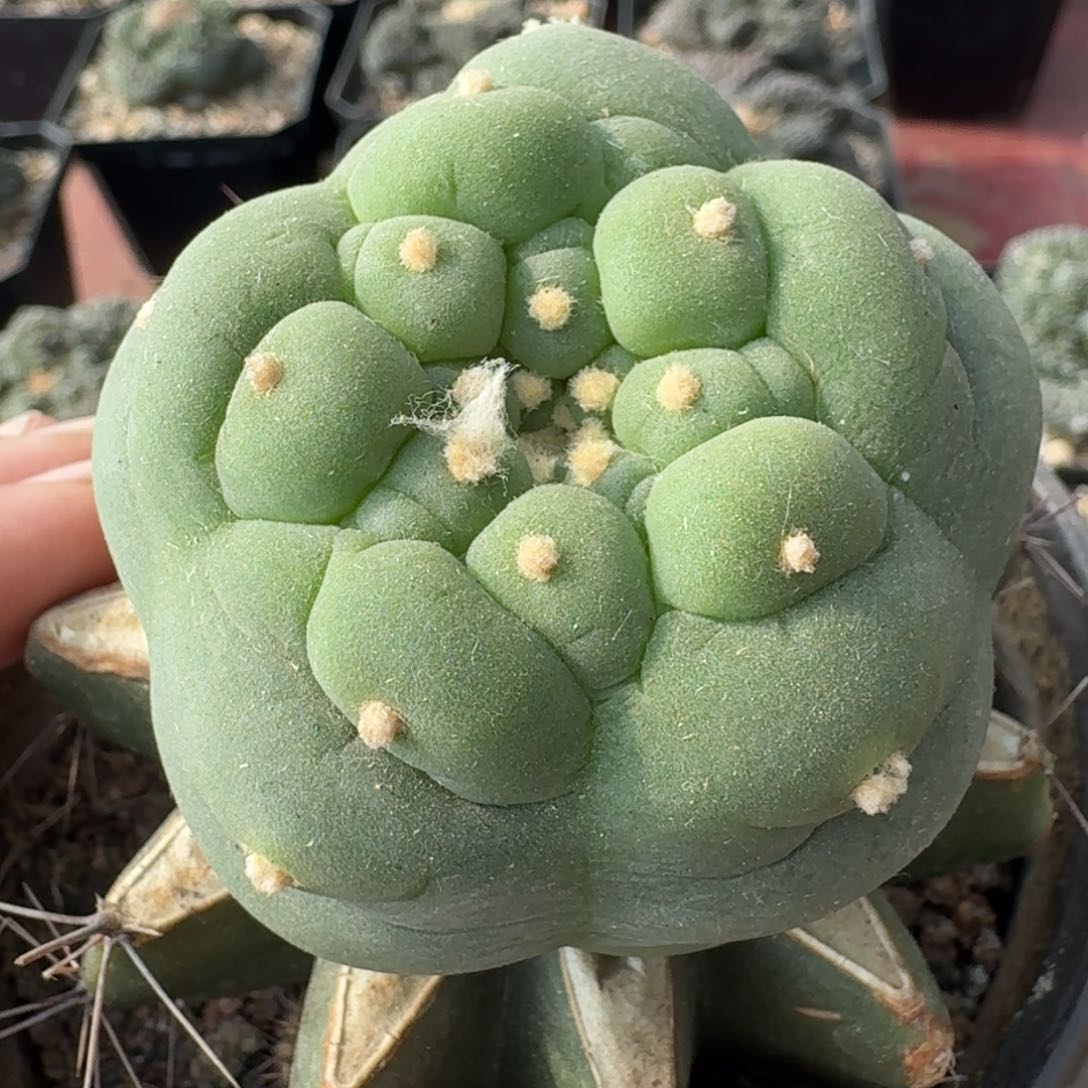 【闪购商品】苗接五瓣大尤鲜969