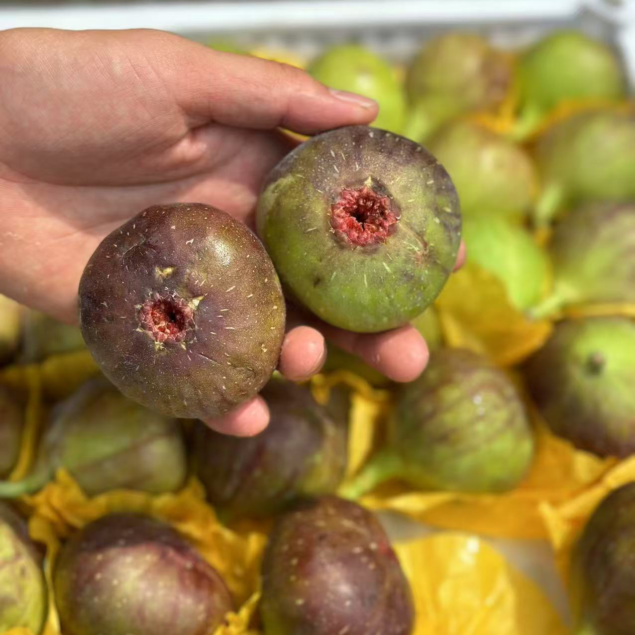 云南波姬红无花果2斤装，鲜果现摘新鲜应季孕妇水果