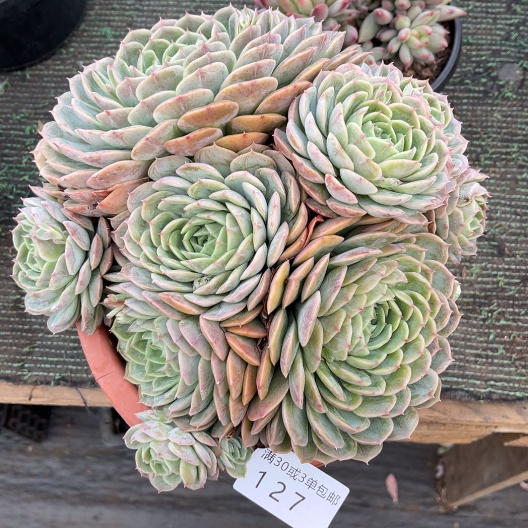 127昂群多肉植物～