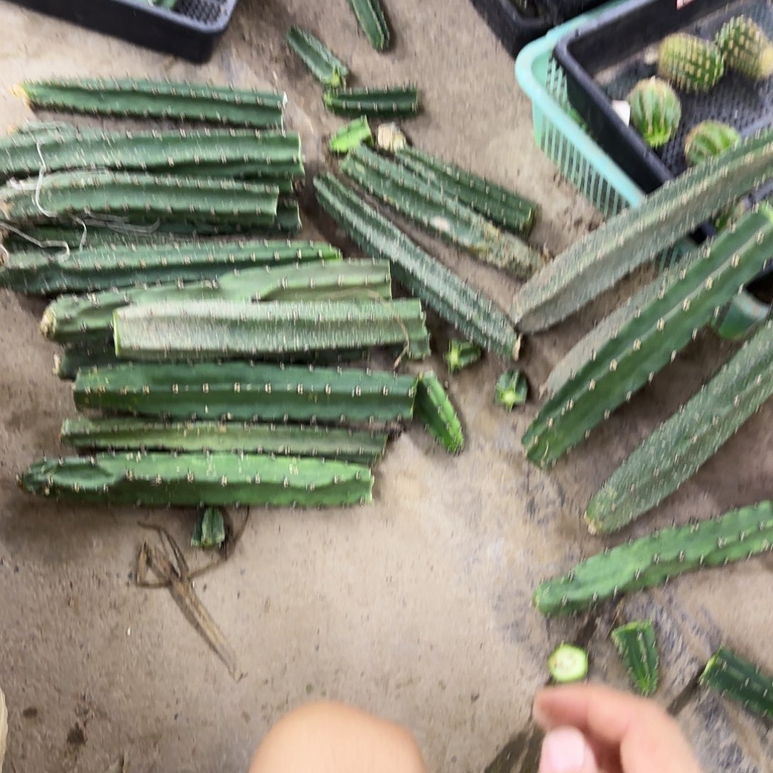 10绣球20包邮仙人球