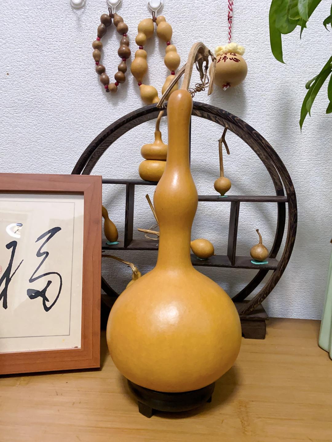繁花葫芦直播链接