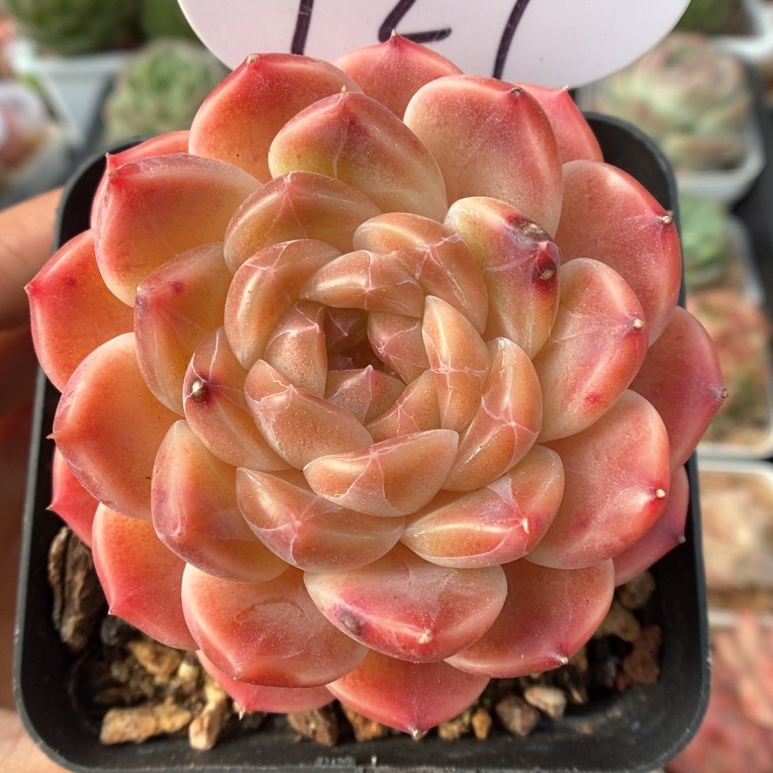 橘心粉魄可拍927号。    