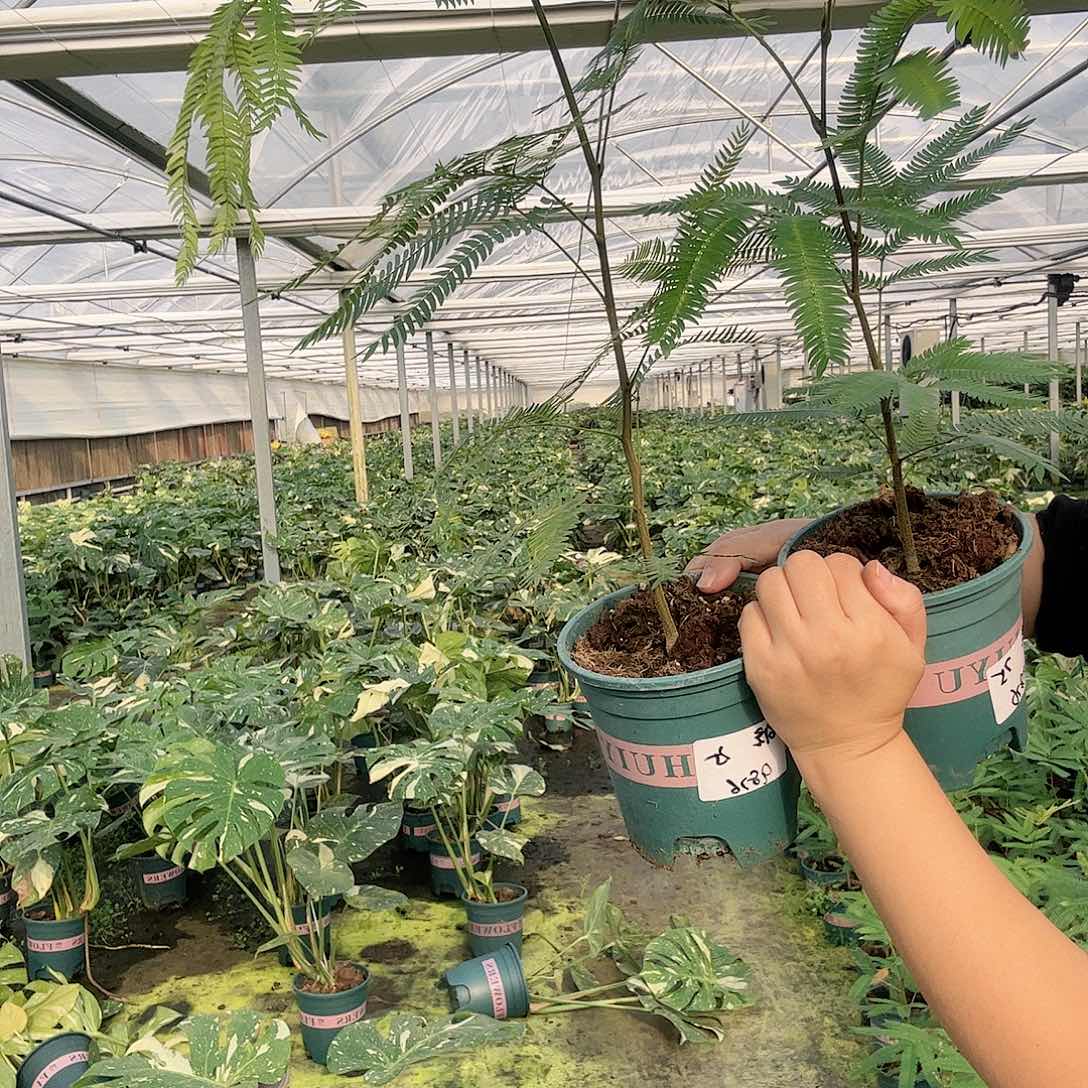 完全开放老*@密叶猴耳环