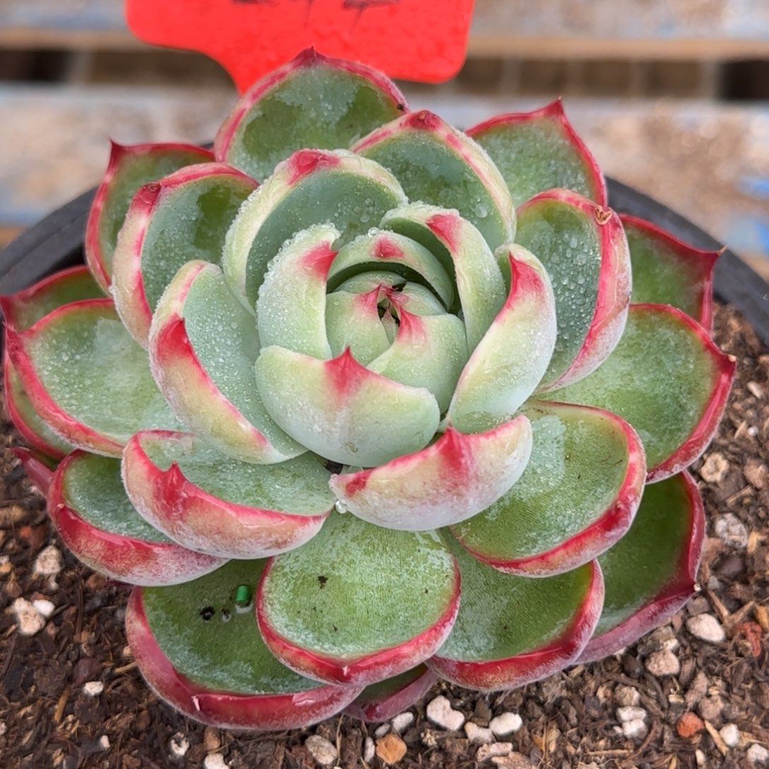 惊鸿一物一拍包装收缩花旱244