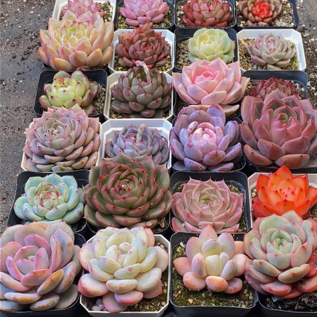 用****7161多人受伤，你是我