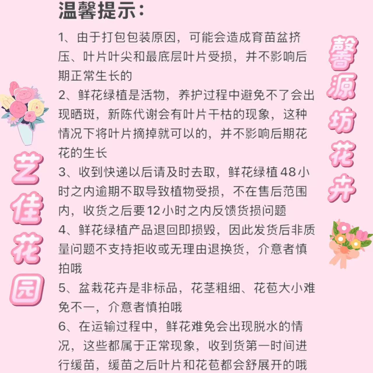 【粉丝团福利】彩叶芋网红ins风室内盆栽彩叶观叶类懒人植物