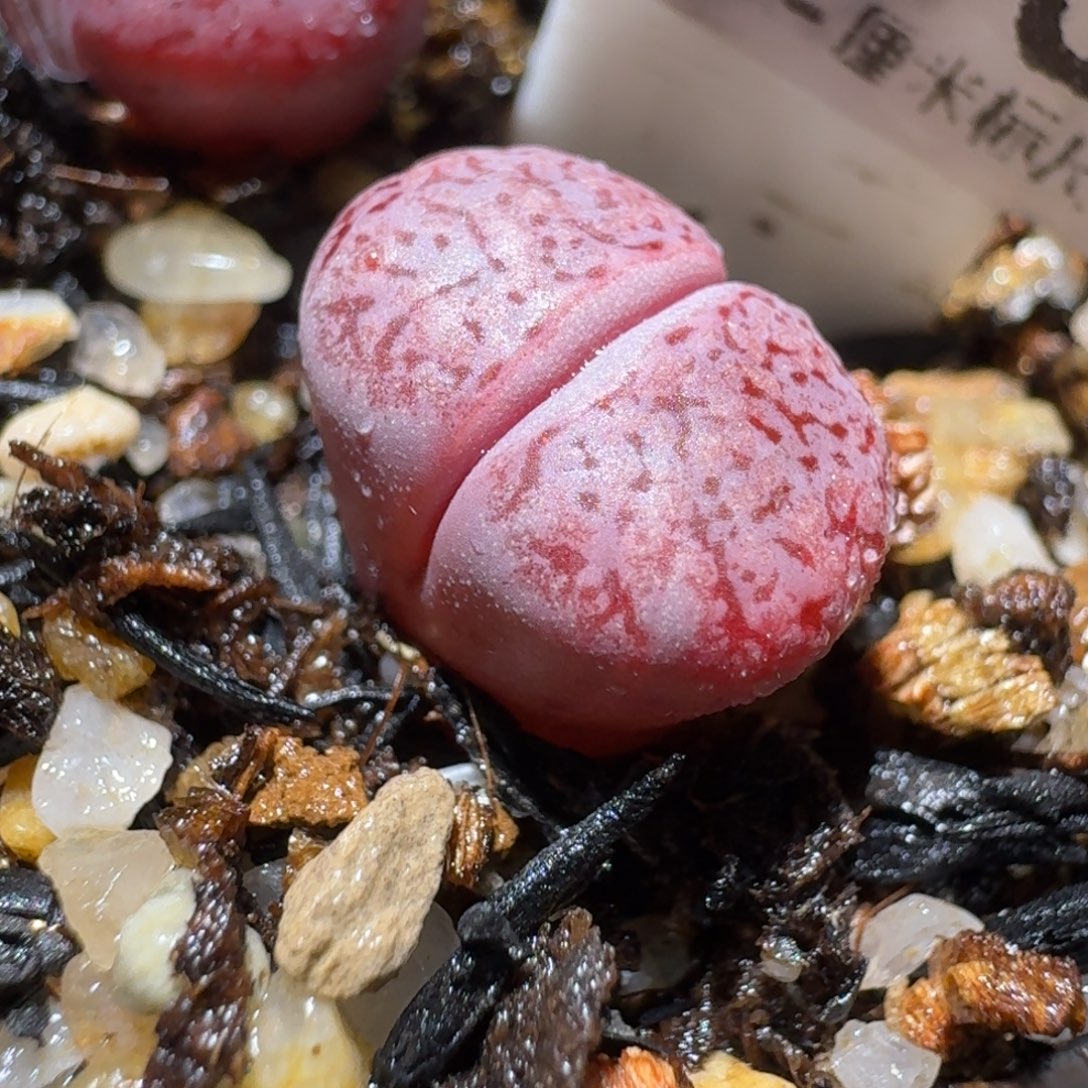 老板亏本便宜卖1175