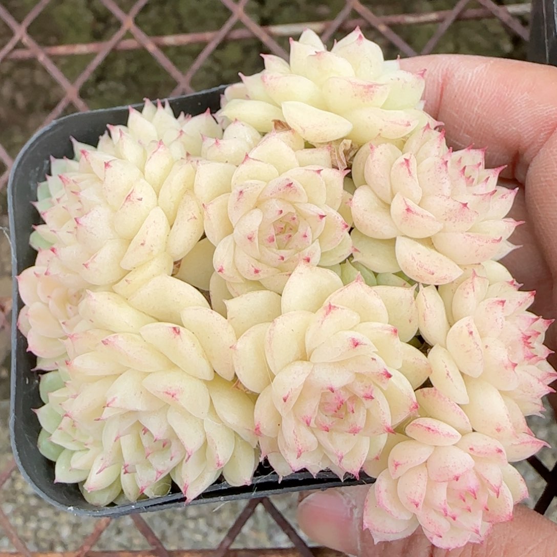 【闪购商品】0215-68（m1-456-3）