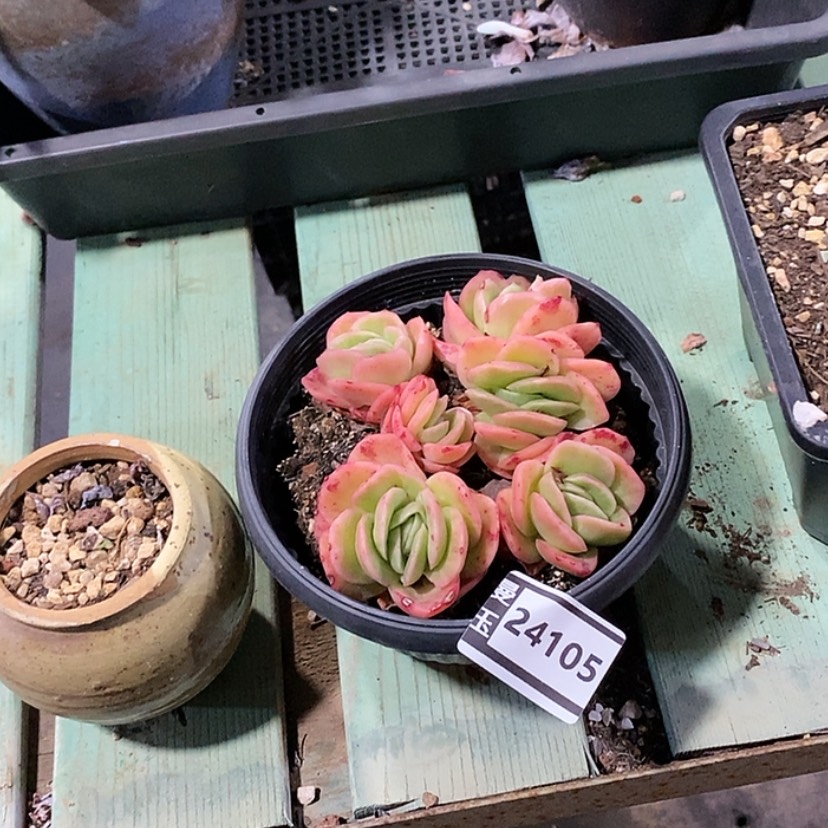【闪购商品】冰玫瑰锦24105