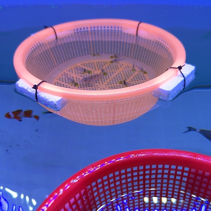 红眼玫瑰海水鱼两条