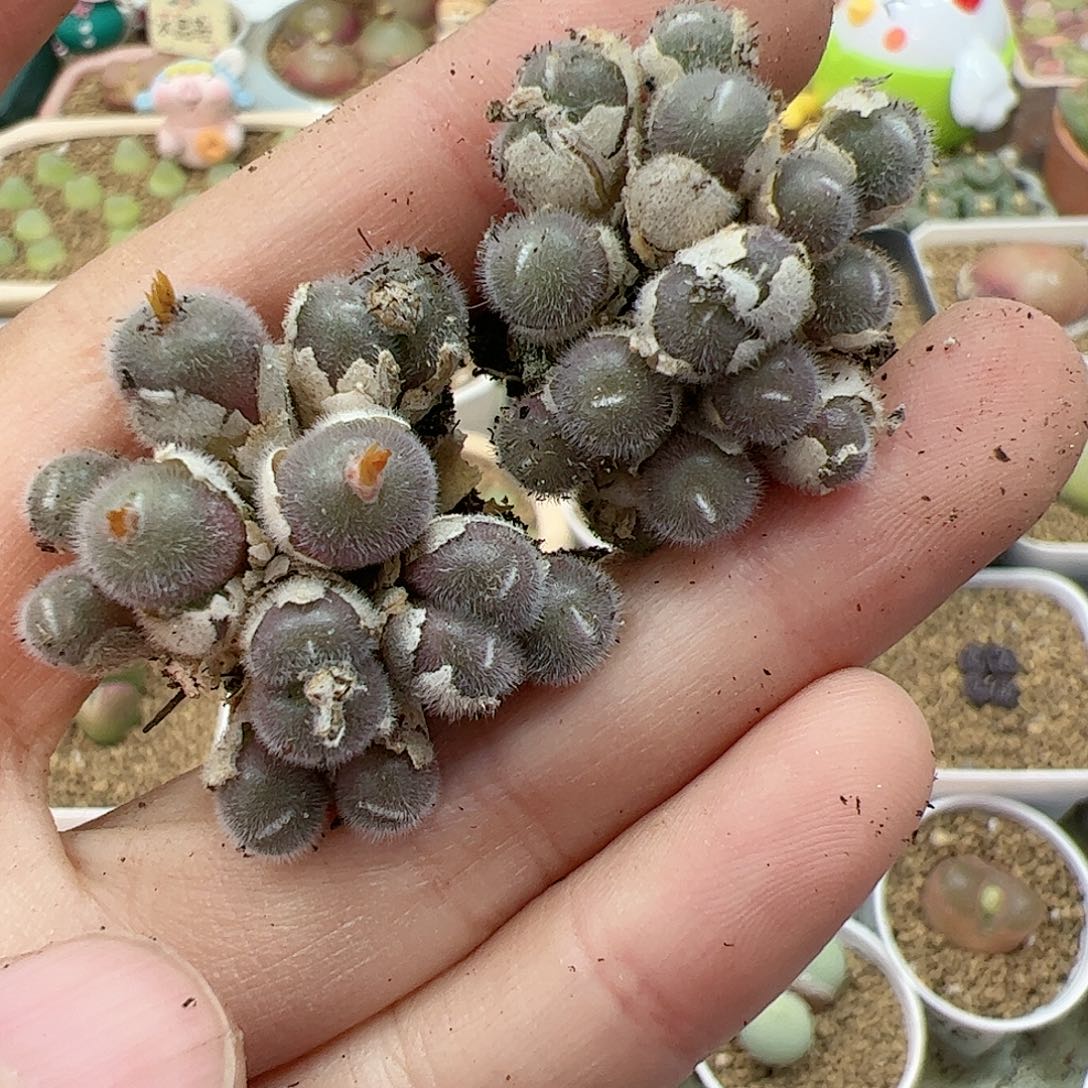 【闪购商品】85 双12福利