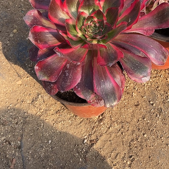 风***人多肉植物巫毒白350