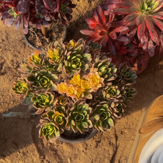 甜茶法师9.9多肉植物