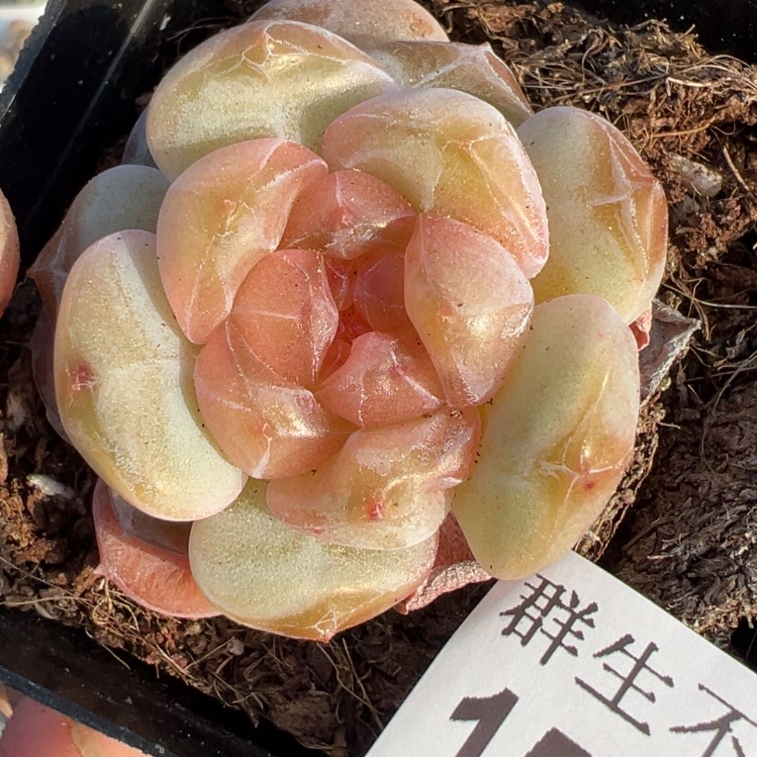 小卡拉米糖心一物一拍15-144