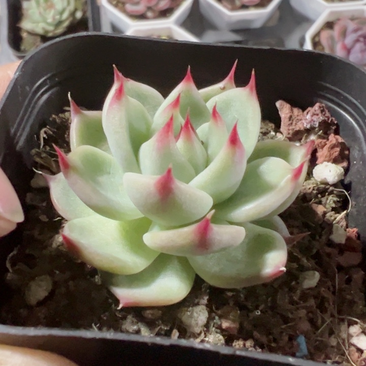 托斯卡精品多肉植物