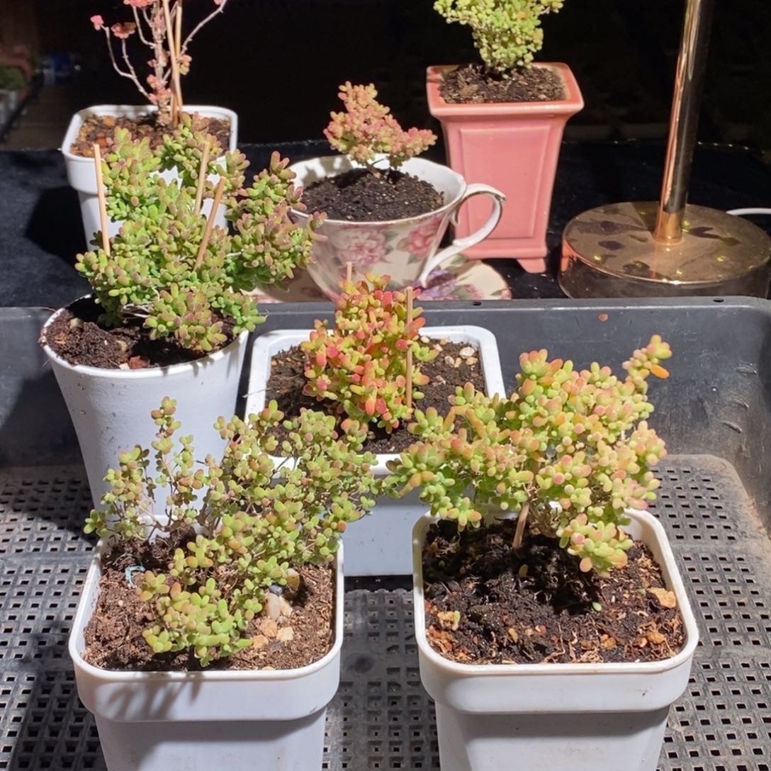 枝干番杏多肉植物876