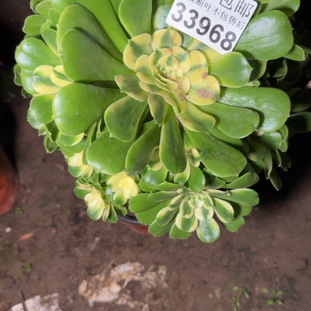 33968辛尼亚多肉植物