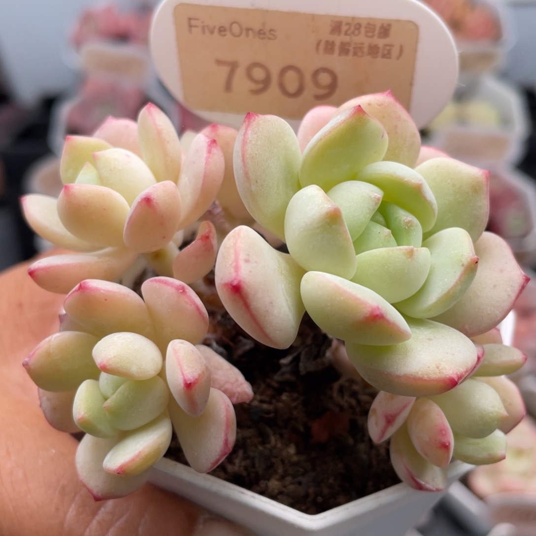 香草7909-7.5厘米