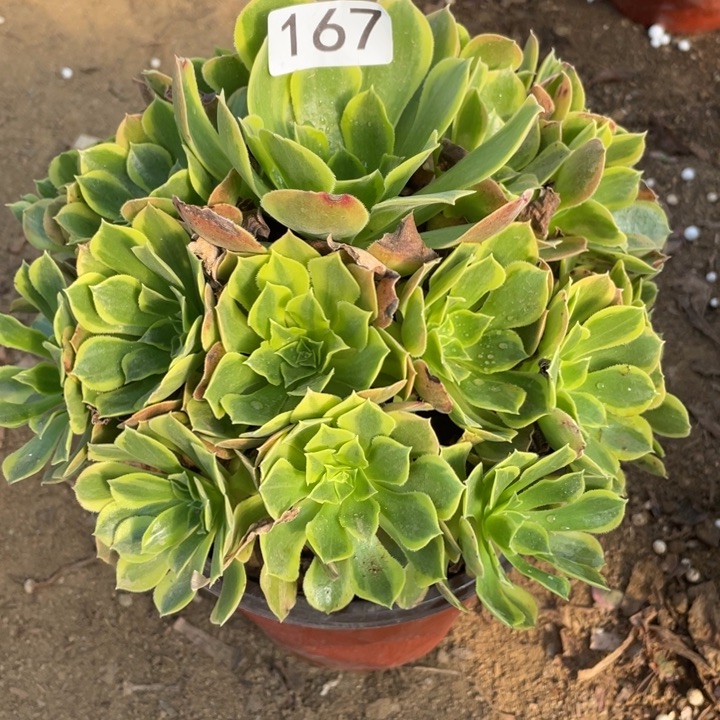 无花朵167多肉植物青萌